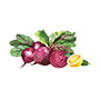 Beet Illustration