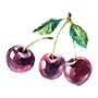 black cherry Illustration