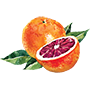 Blood Orange Illustration