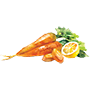 carrot Illustration
