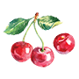 cherry Illustration