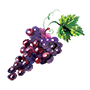 Concord Illustration