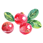 Cranberry Illustration