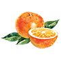 orange Illustration